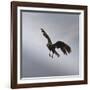 Striated Caracara (Phalcoboenus Australis) in Flight, Sea Lion Island, Falkland Islands-Eleanor Scriven-Framed Photographic Print