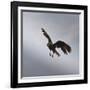 Striated Caracara (Phalcoboenus Australis) in Flight, Sea Lion Island, Falkland Islands-Eleanor Scriven-Framed Photographic Print