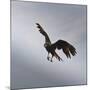 Striated Caracara (Phalcoboenus Australis) in Flight, Sea Lion Island, Falkland Islands-Eleanor Scriven-Mounted Photographic Print