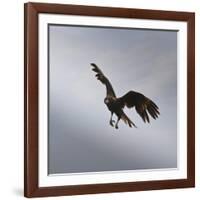 Striated Caracara (Phalcoboenus Australis) in Flight, Sea Lion Island, Falkland Islands-Eleanor Scriven-Framed Photographic Print