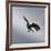 Striated Caracara (Phalcoboenus Australis) in Flight, Sea Lion Island, Falkland Islands-Eleanor Scriven-Framed Photographic Print