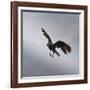 Striated Caracara (Phalcoboenus Australis) in Flight, Sea Lion Island, Falkland Islands-Eleanor Scriven-Framed Photographic Print