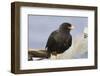 Striated Caracara (Phalcoboenus Australis), Rockhopper Point, Sea Lion Island-Eleanor Scriven-Framed Photographic Print