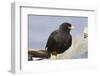 Striated Caracara (Phalcoboenus Australis), Rockhopper Point, Sea Lion Island-Eleanor Scriven-Framed Photographic Print