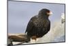 Striated Caracara (Phalcoboenus Australis), Rockhopper Point, Sea Lion Island-Eleanor Scriven-Mounted Photographic Print