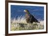 Striated Caracara (Phalcoboenus Australis)-Michael Nolan-Framed Photographic Print