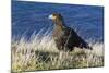 Striated Caracara (Phalcoboenus Australis)-Michael Nolan-Mounted Photographic Print