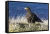 Striated Caracara (Phalcoboenus Australis)-Michael Nolan-Framed Stretched Canvas