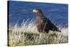 Striated Caracara (Phalcoboenus Australis)-Michael Nolan-Stretched Canvas