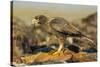 Striated Caracara-Joe McDonald-Stretched Canvas