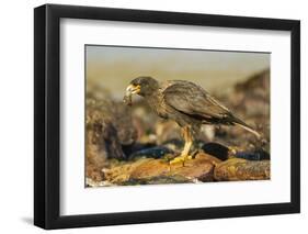 Striated Caracara-Joe McDonald-Framed Photographic Print