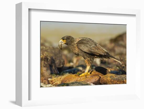 Striated Caracara-Joe McDonald-Framed Photographic Print