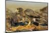 Striated Caracara-Joe McDonald-Mounted Photographic Print