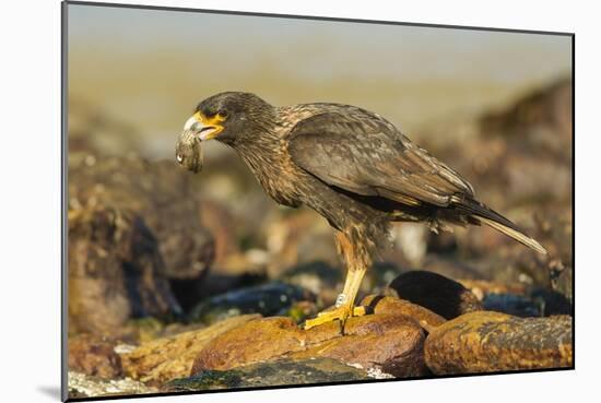 Striated Caracara-Joe McDonald-Mounted Photographic Print