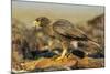 Striated Caracara-Joe McDonald-Mounted Photographic Print