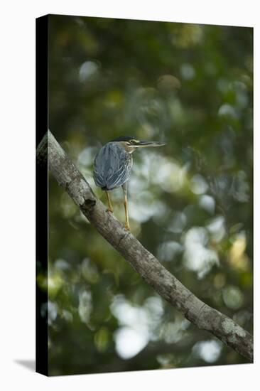 Striated Heron-Joe McDonald-Stretched Canvas