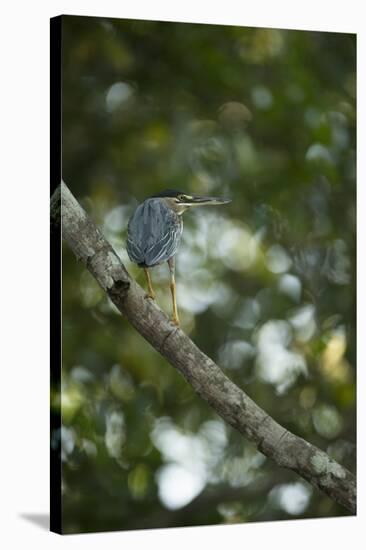 Striated Heron-Joe McDonald-Stretched Canvas