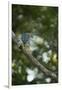 Striated Heron-Joe McDonald-Framed Premium Photographic Print