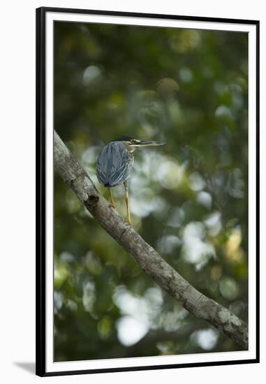 Striated Heron-Joe McDonald-Framed Premium Photographic Print