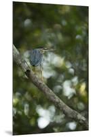 Striated Heron-Joe McDonald-Mounted Premium Photographic Print