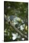 Striated Heron-Joe McDonald-Stretched Canvas