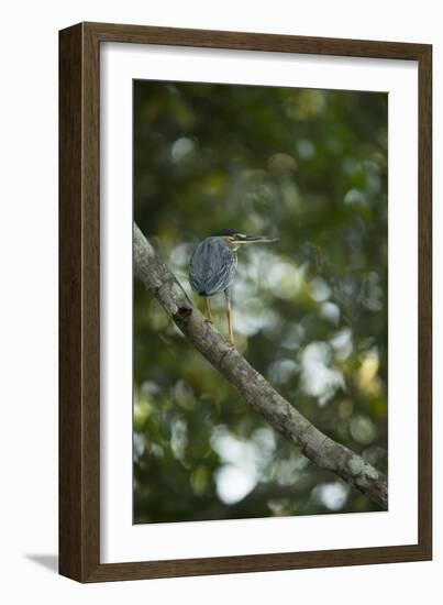 Striated Heron-Joe McDonald-Framed Photographic Print