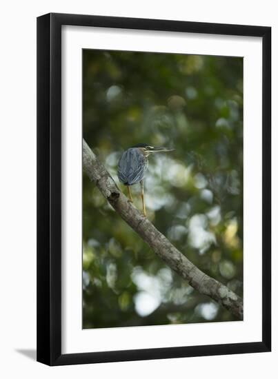 Striated Heron-Joe McDonald-Framed Photographic Print