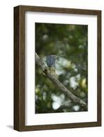 Striated Heron-Joe McDonald-Framed Photographic Print