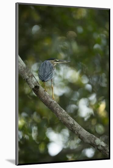 Striated Heron-Joe McDonald-Mounted Photographic Print