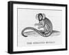 Striated Monkey-null-Framed Art Print
