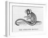 Striated Monkey-null-Framed Art Print