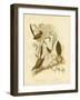 Striated Wren, 1891-Gracius Broinowski-Framed Giclee Print