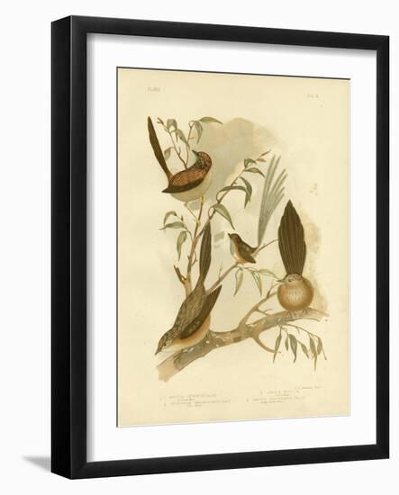 Striated Wren, 1891-Gracius Broinowski-Framed Giclee Print