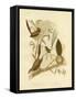 Striated Wren, 1891-Gracius Broinowski-Framed Stretched Canvas