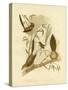 Striated Wren, 1891-Gracius Broinowski-Stretched Canvas
