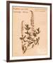 Stricta Loosestrife-H^ T^ Shores-Framed Giclee Print