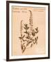 Stricta Loosestrife-H^ T^ Shores-Framed Giclee Print