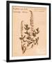 Stricta Loosestrife-H^ T^ Shores-Framed Giclee Print