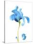 Striking Blue Iris II-Jacob Green-Stretched Canvas