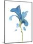 Striking Blue Iris V-Jacob Green-Mounted Art Print