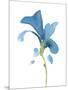 Striking Blue Iris V-Jacob Green-Mounted Art Print