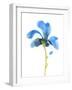 Striking Blue Iris VI-Jacob Green-Framed Art Print