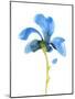 Striking Blue Iris VI-Jacob Green-Mounted Art Print