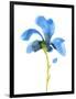 Striking Blue Iris VI-Jacob Green-Framed Art Print