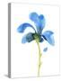 Striking Blue Iris VI-Jacob Green-Stretched Canvas