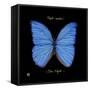 Striking Butterfly I-Ginny Joyner-Framed Stretched Canvas