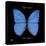 Striking Butterfly I-Ginny Joyner-Stretched Canvas