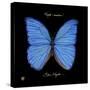 Striking Butterfly I-Ginny Joyner-Stretched Canvas