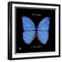 Striking Butterfly I-Ginny Joyner-Framed Art Print