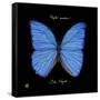 Striking Butterfly I-Ginny Joyner-Framed Stretched Canvas